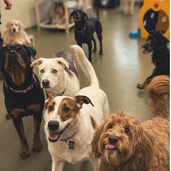 PUPS Pet Club