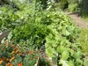 Monticello Community Garden logo