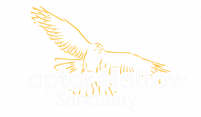 Raptor Hallow Sanctuary logo