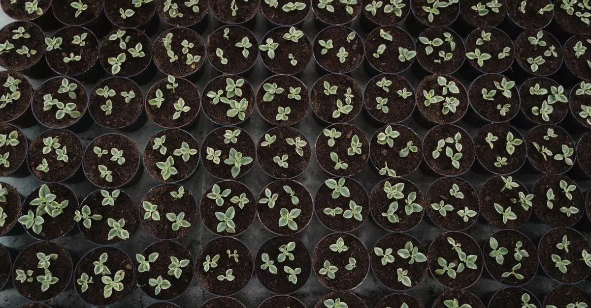 City Planter