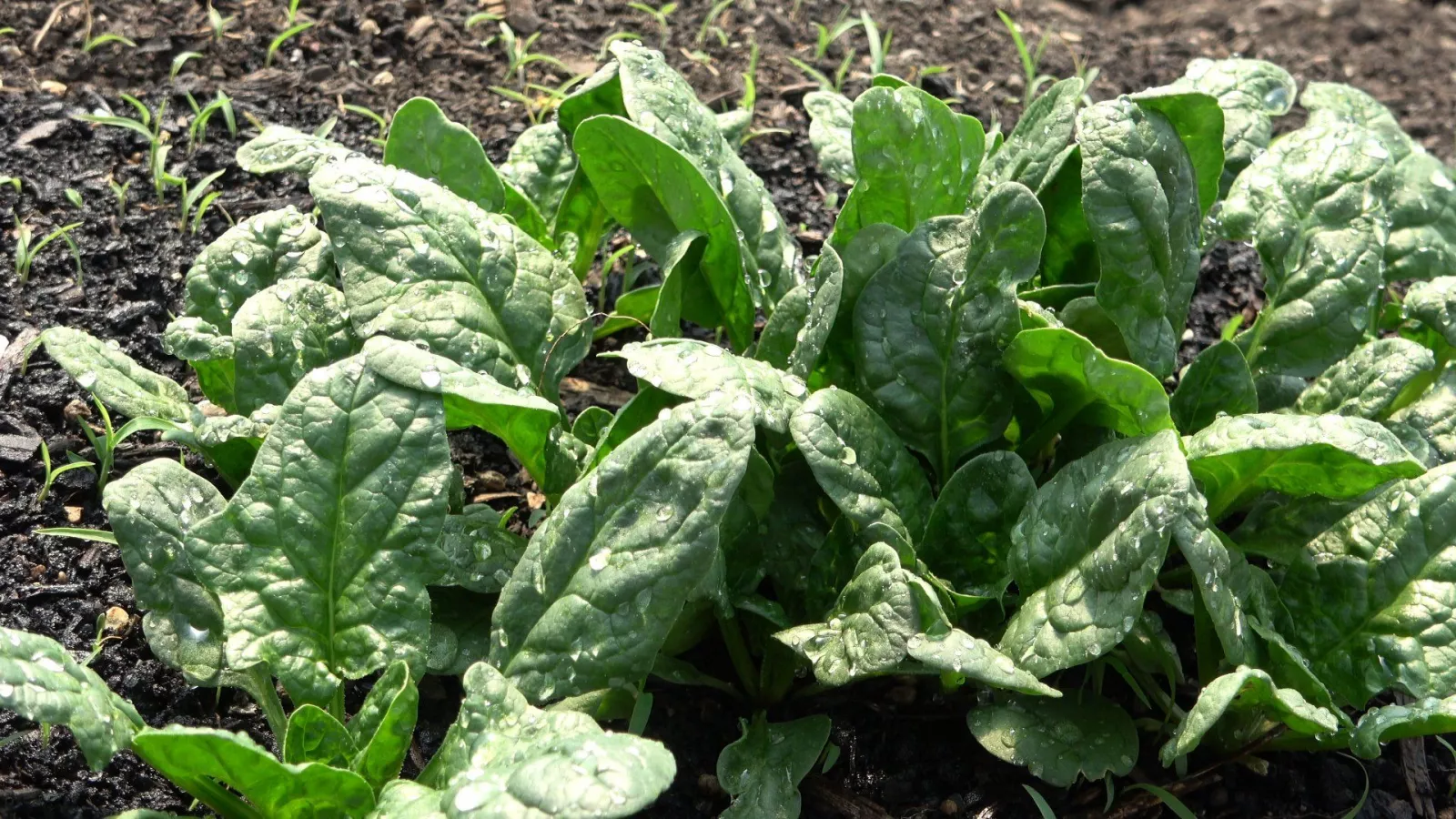 Bronzeville Alliance Neighbor Garden
