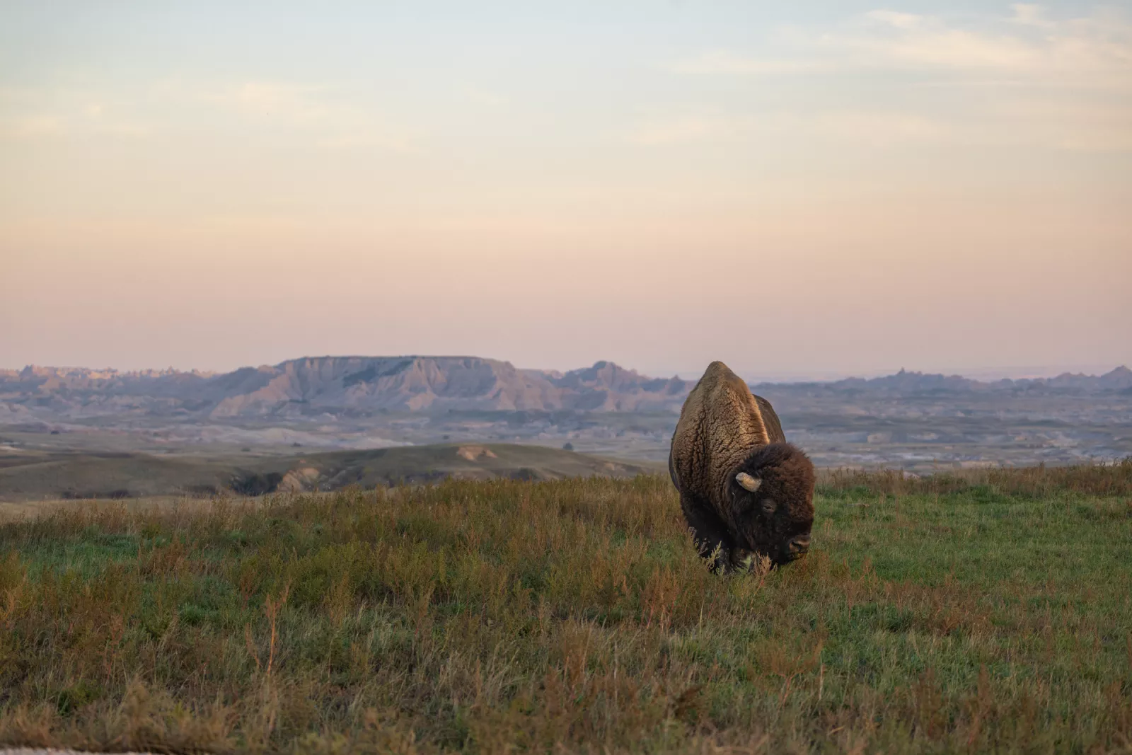 Bold Bison