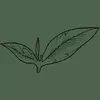 Lost Cultures LLC logo