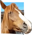 Rose Riding logo