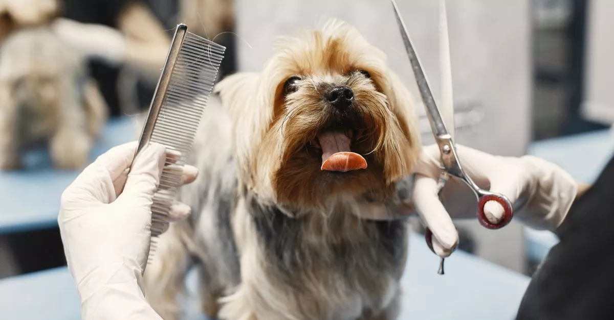 Salon Dog