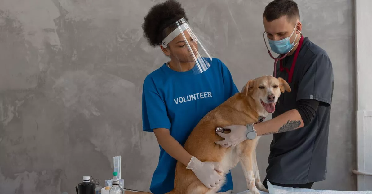 Portage Park Animal Hospital