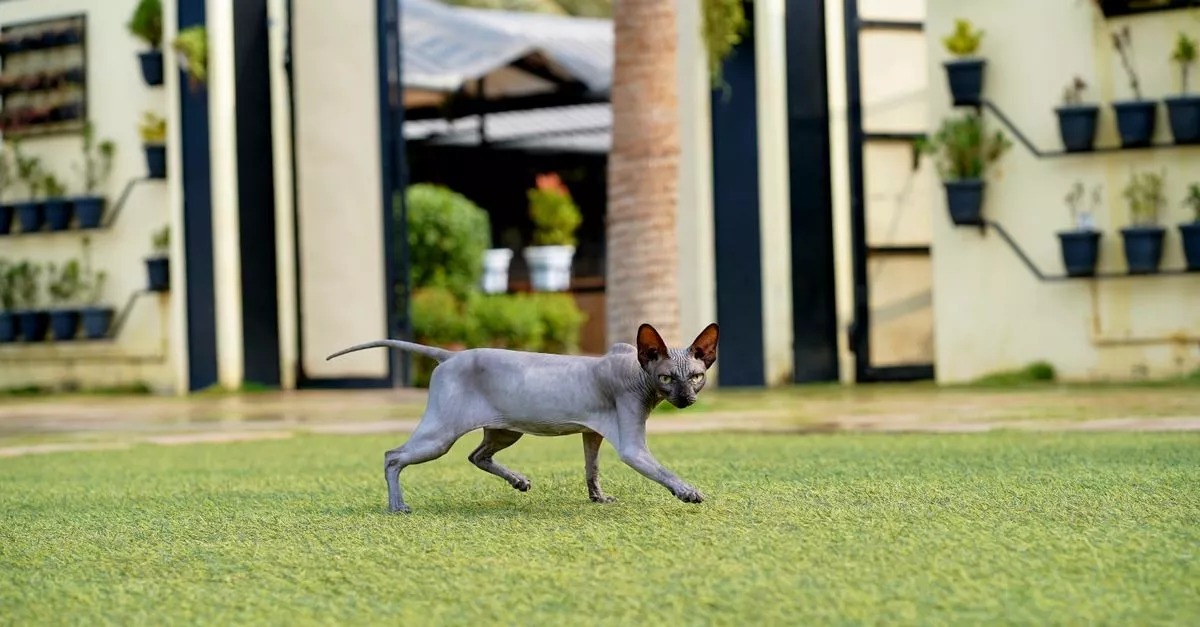 Citizen Canine