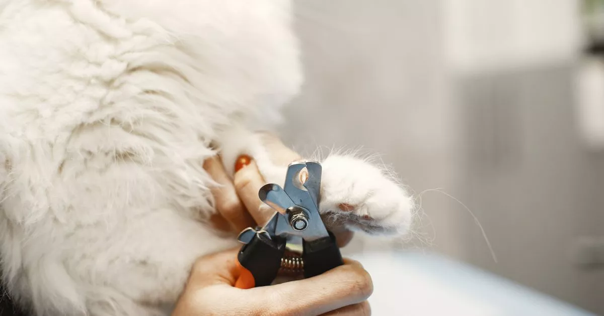 Doggy Dooz Pet Styling