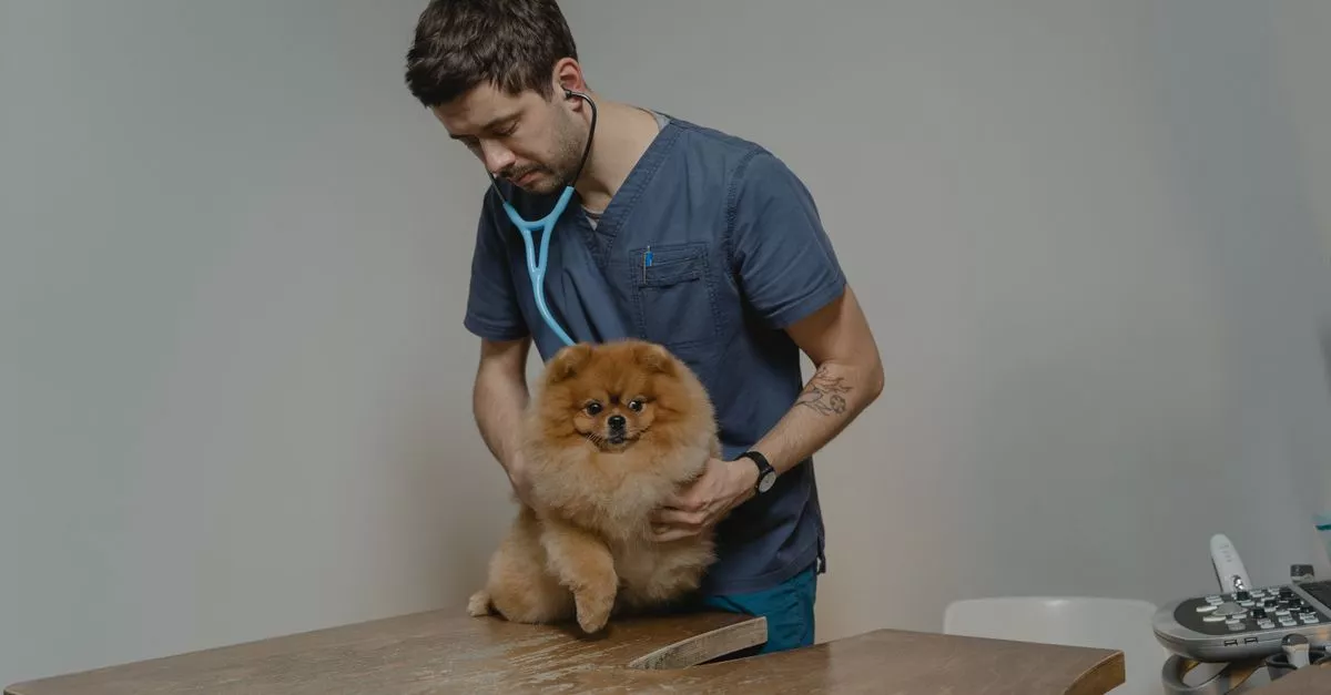Logan Square Animal Hospital