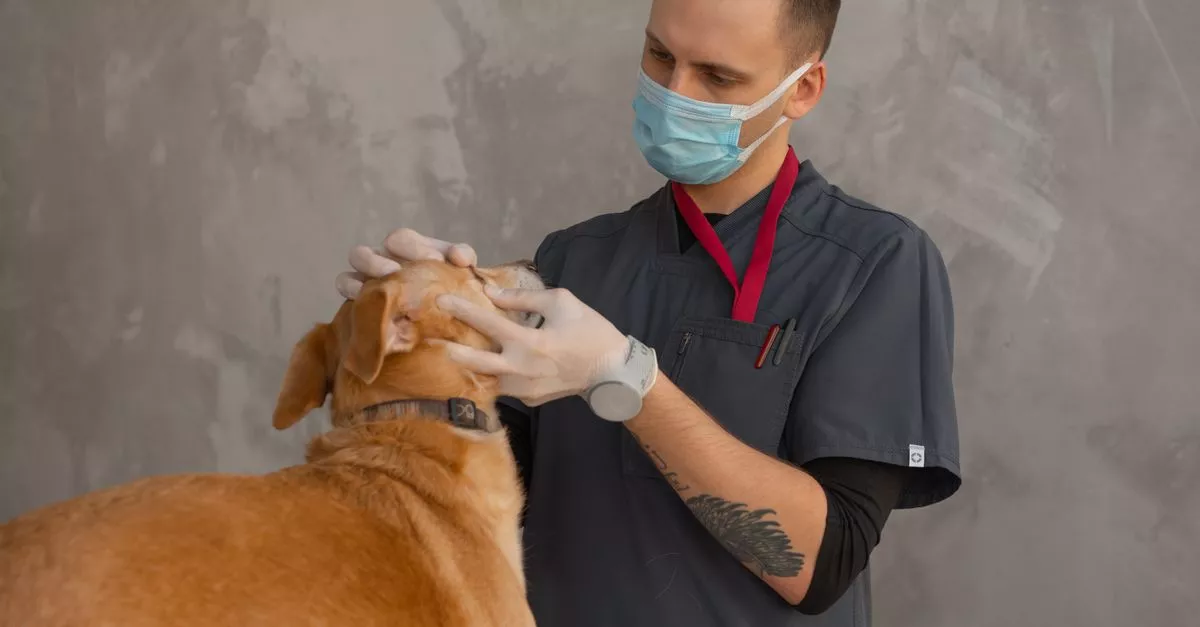 Marquette Animal Hospital