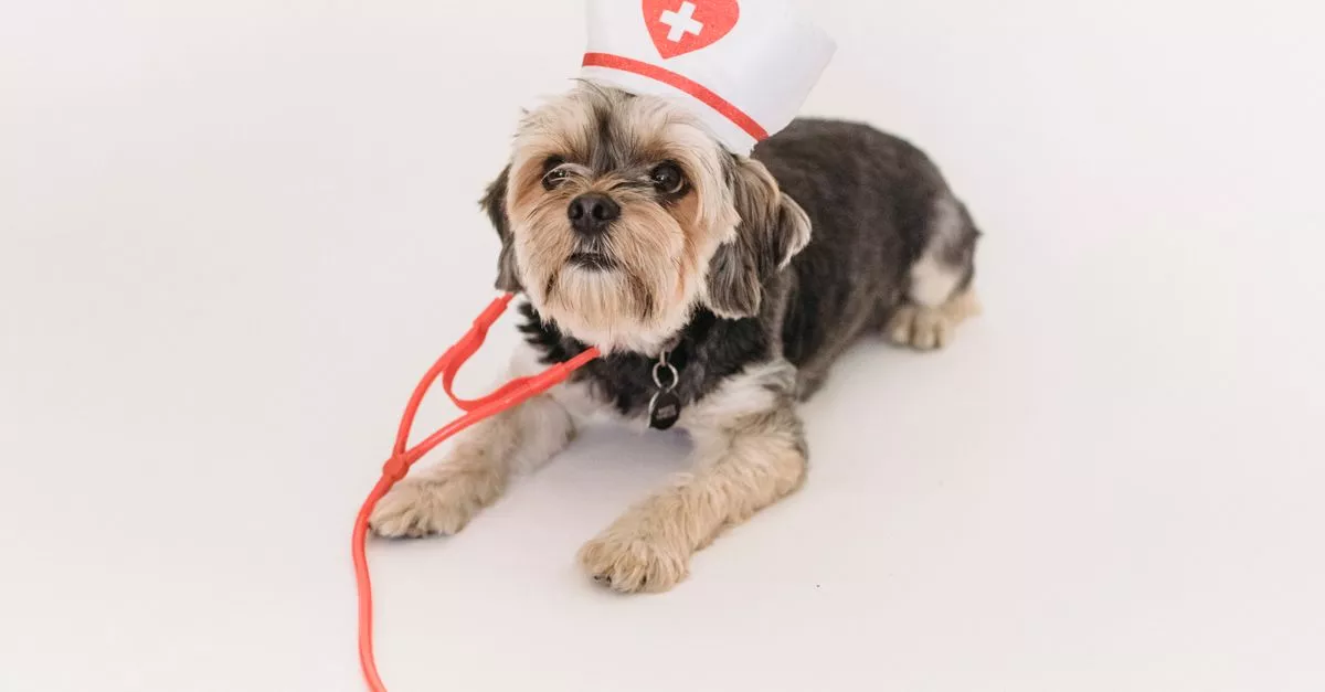 Wrigleyville Veterinary Center
