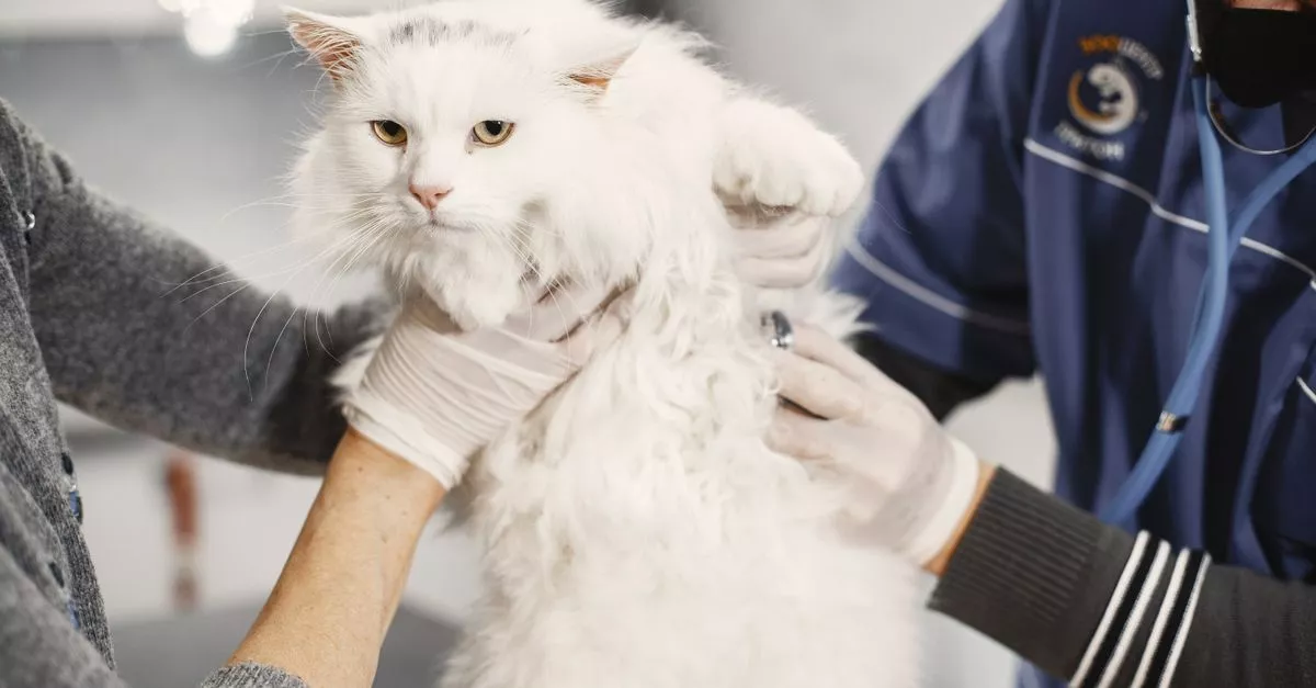 PAWS Spay Neuter and Wellness Clinic