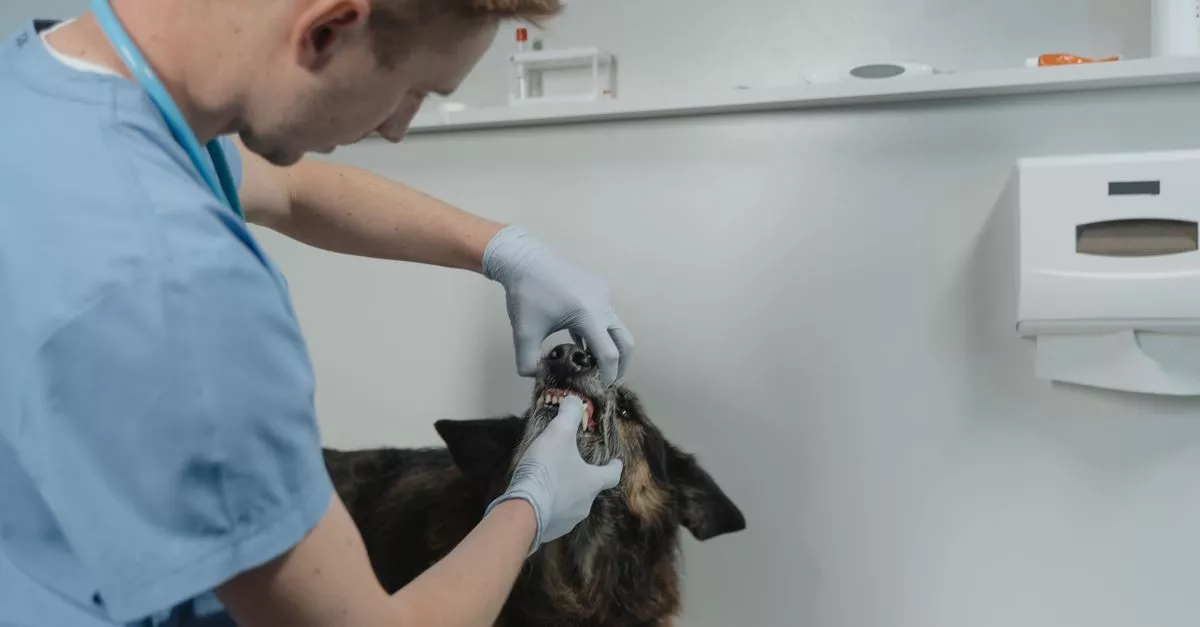 Brighton Park Animal Hospital