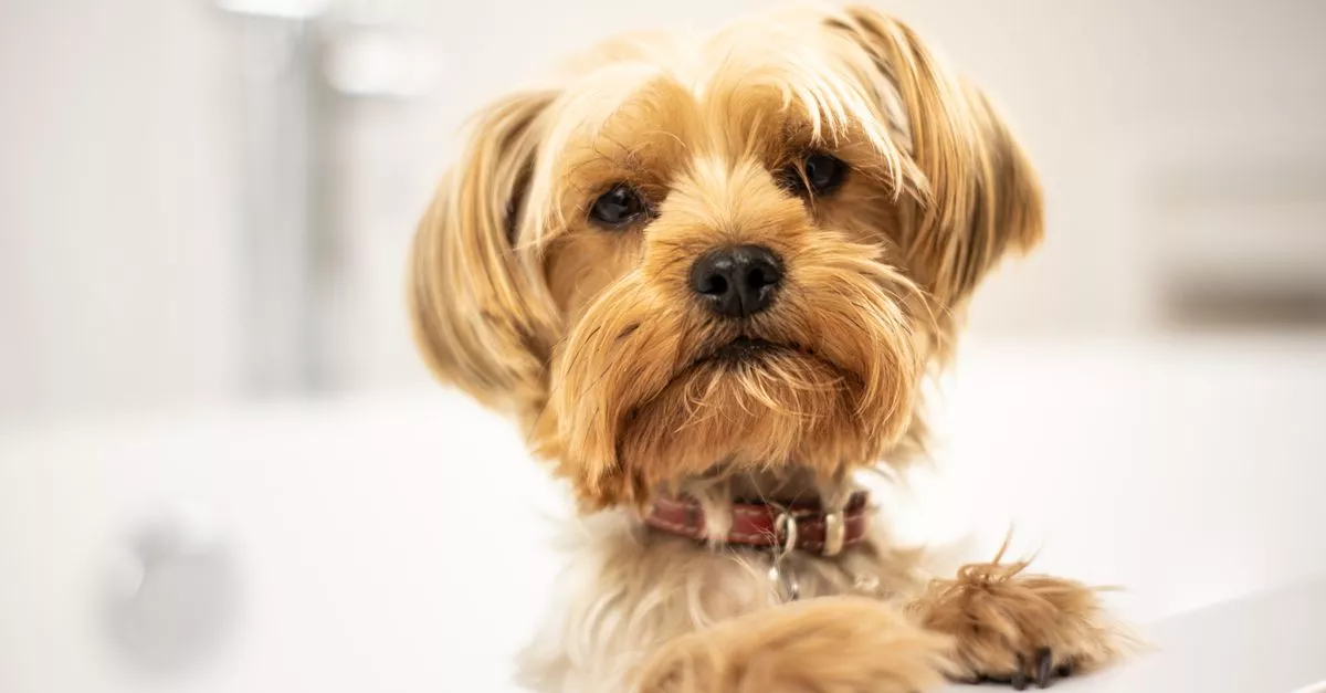 Howlistic Grooming