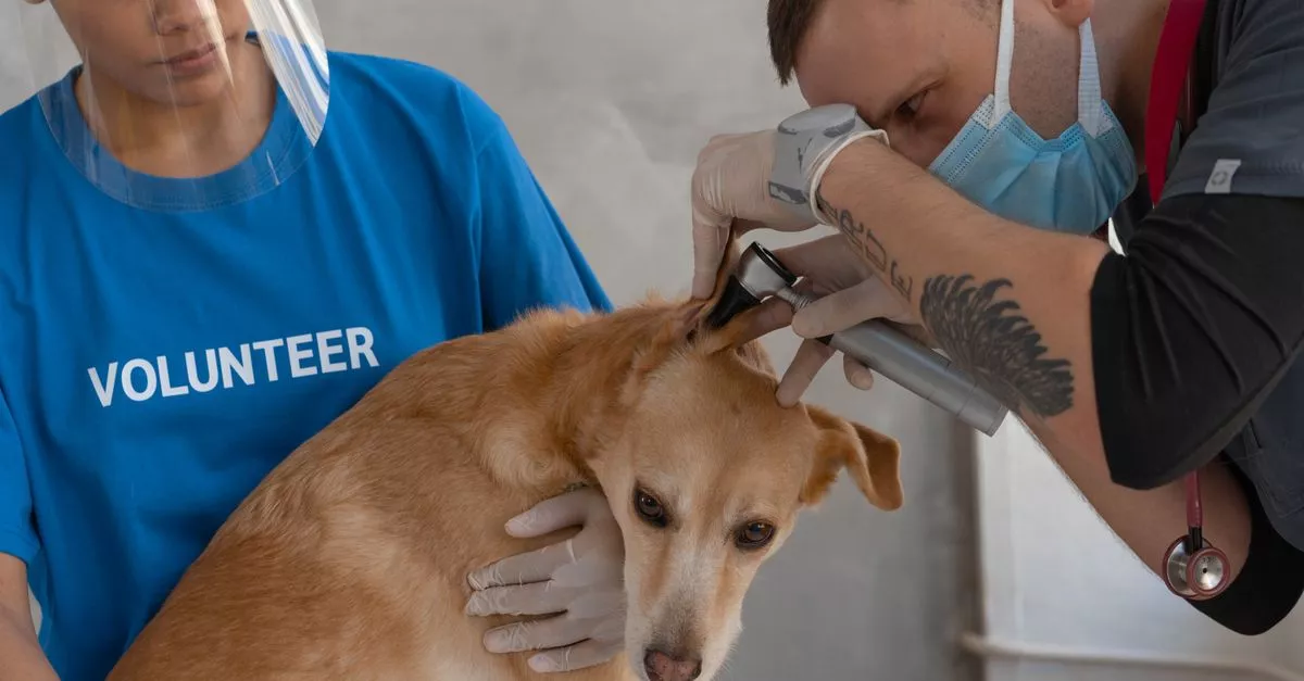 Gold Coast Animal Hospital