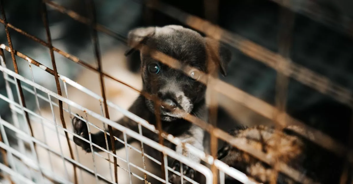 Animal Welfare League