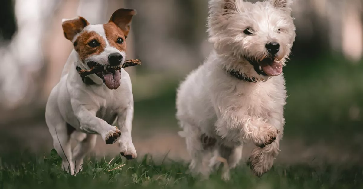 Dog Hotel and Daycare