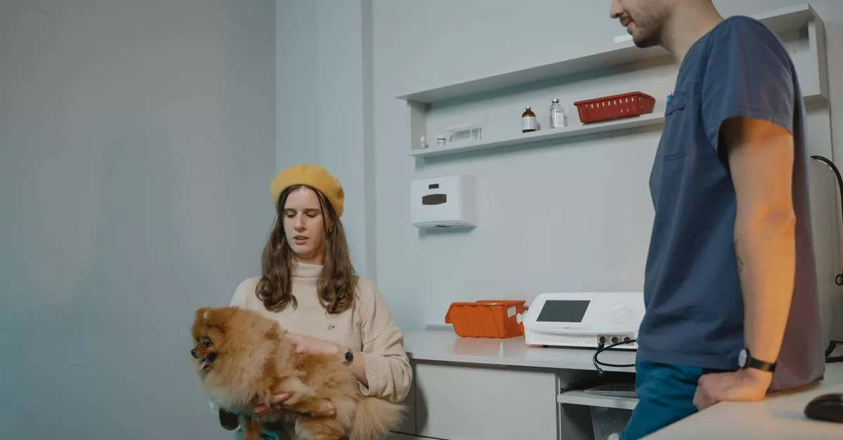 My Vet Animal Hospital