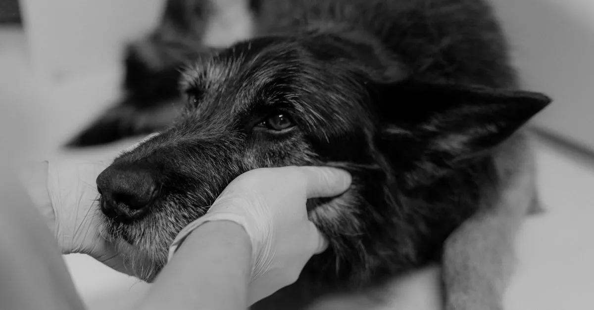 Duke Animal Hospital