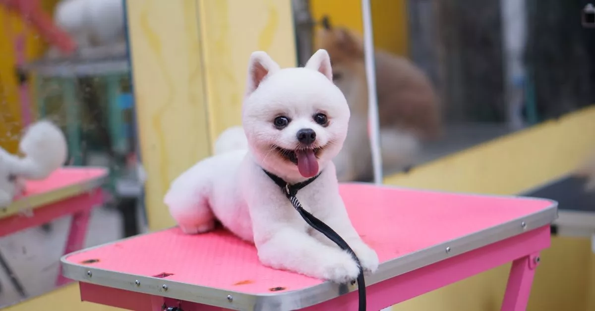 Kira Pet Cuts