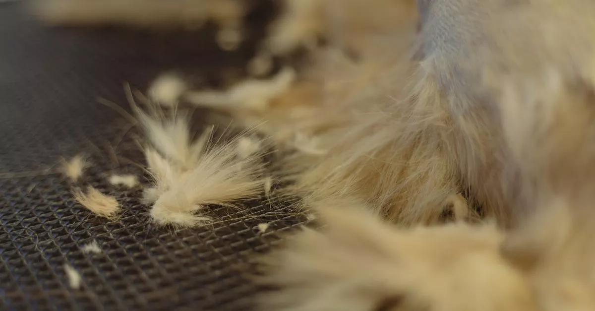 Animal Lovers Pet Salon