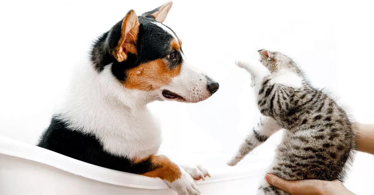 Sandy's Pet Spa