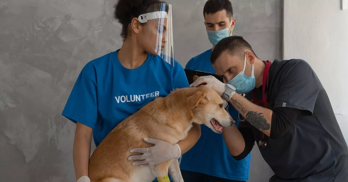 West Loop Veterinary Care