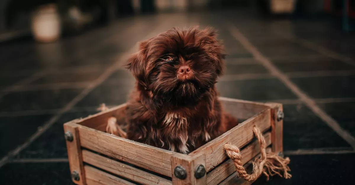 Bark N' Bites