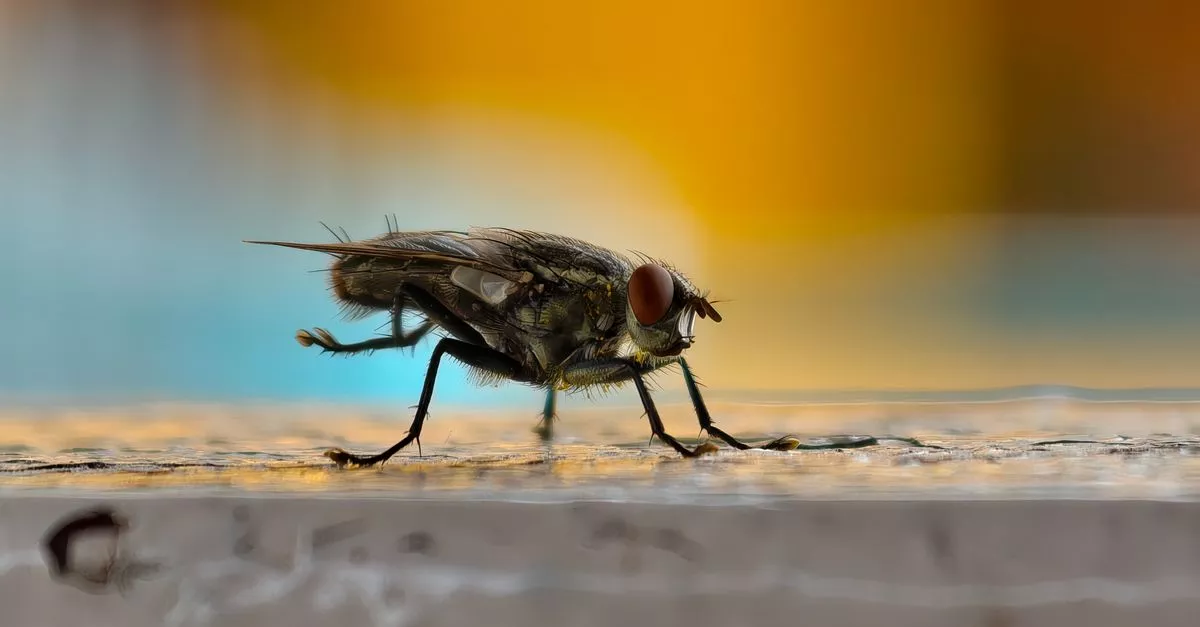 Smithereen Pest Management Services