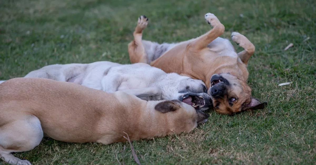 Logan Square Dog Park