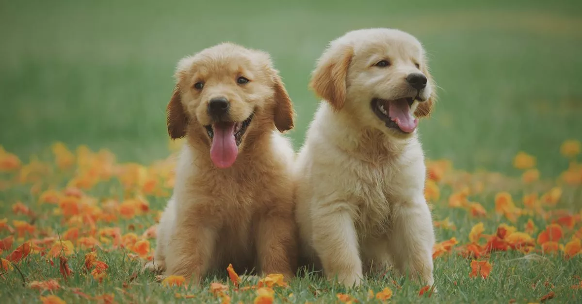 Paw Naturals