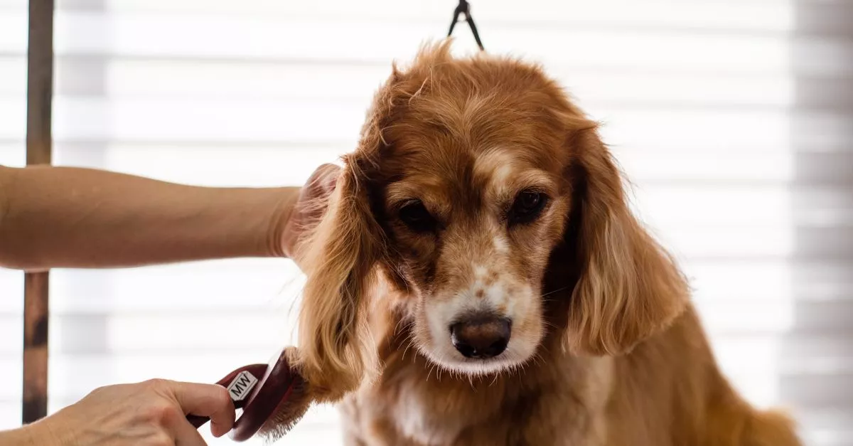 Doggy Style Pet Shop