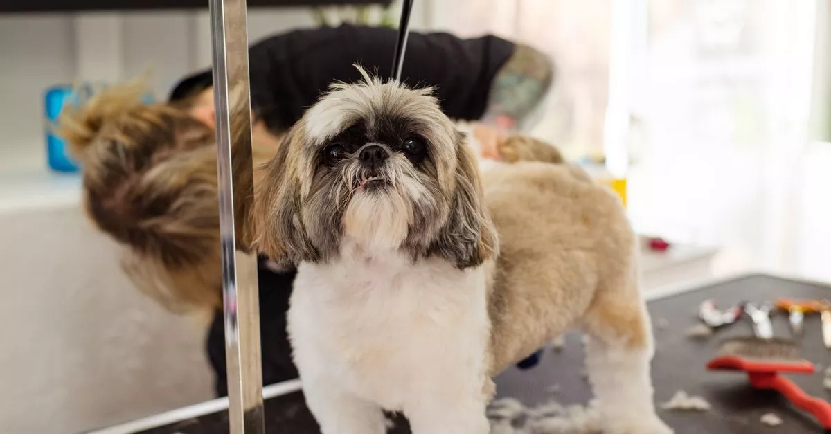 poshpetcare