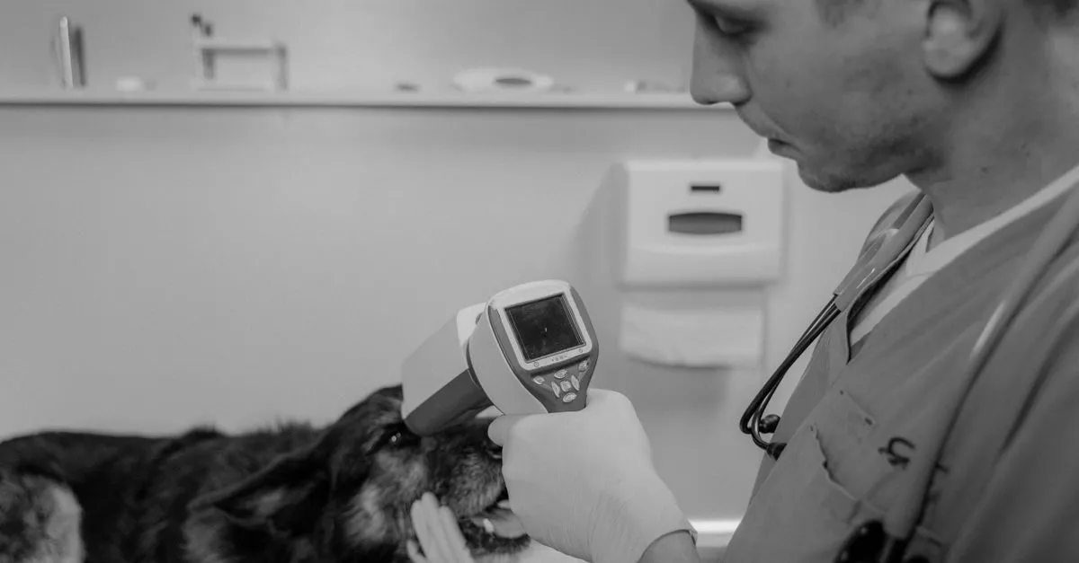 Old Town Animal Care Center