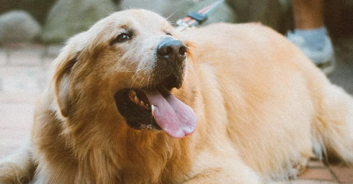 Insight Animal Behavior Services