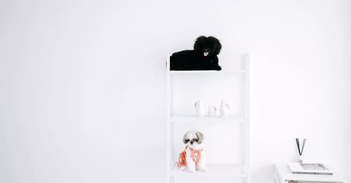 Wicker Pet
