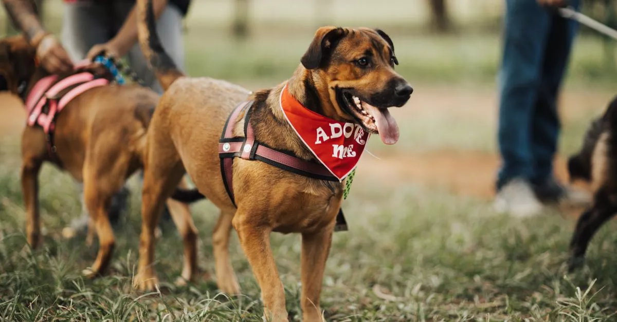 Capital Humane Society Pieloch Pet Adoption Center