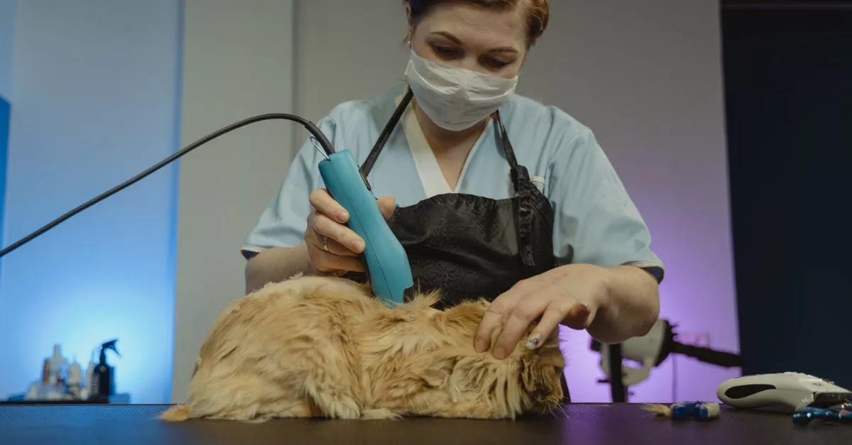 Clean Butts Pet Grooming