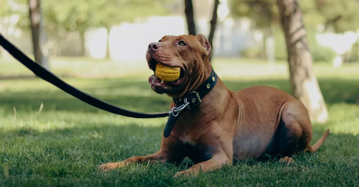 Leash Drop Canine LLC