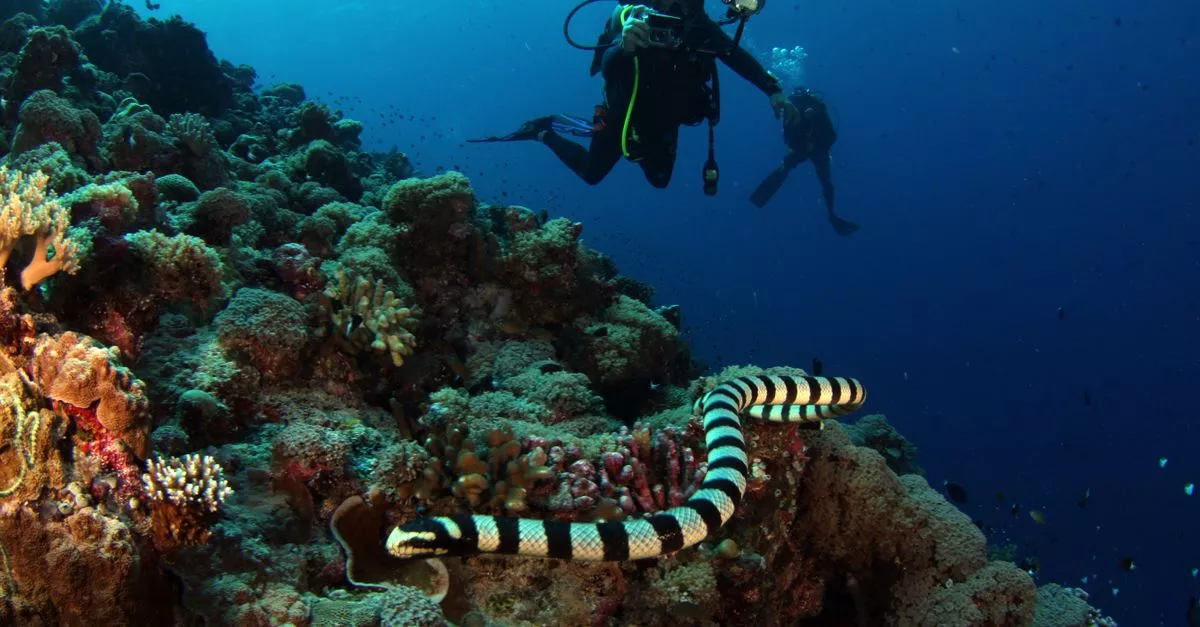 Evolve Scuba Diving