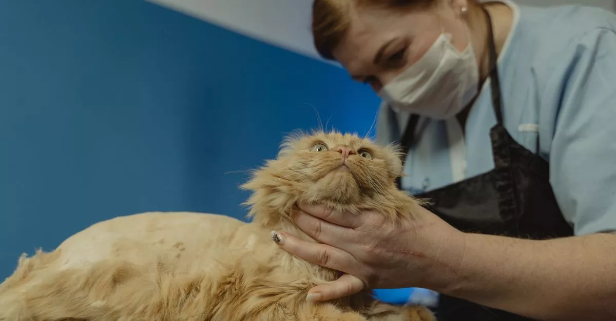 Scrub-A-Dub Grooming