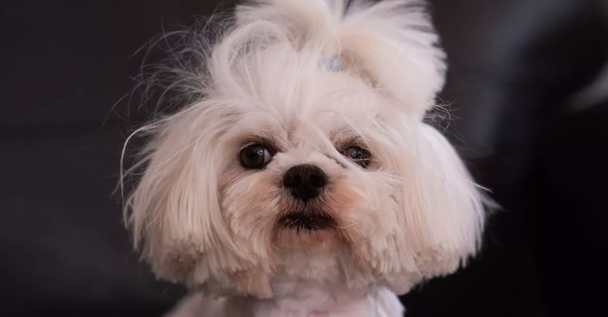 K9Feline Master Cutz