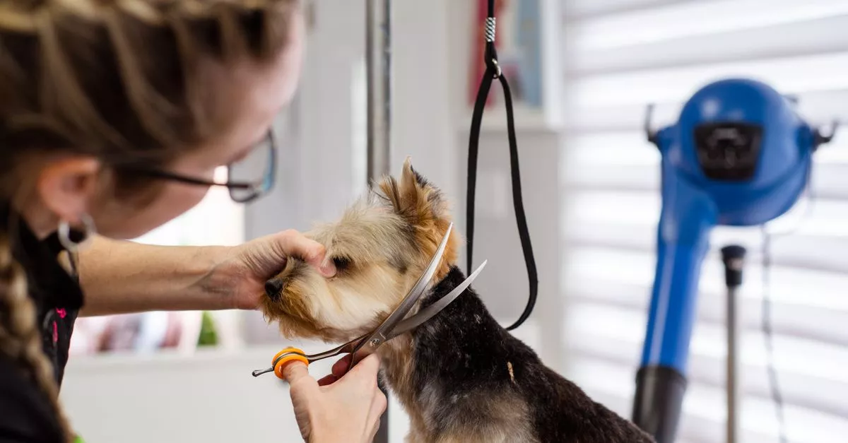 Fancy Paws Grooming Salon