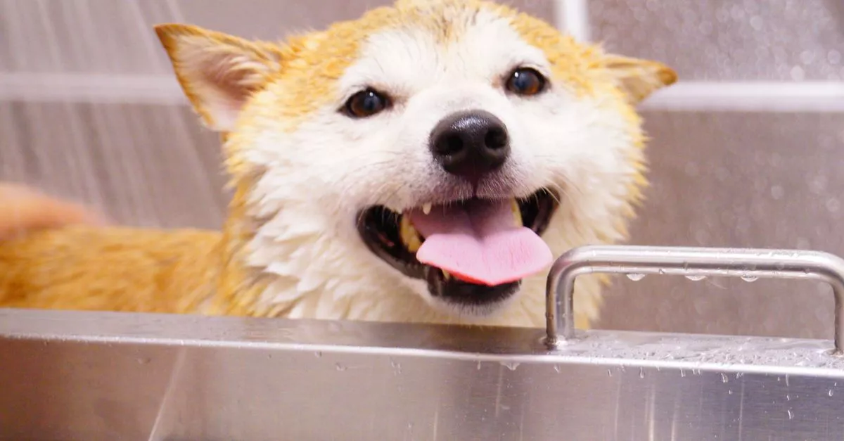 Uptown Pet Salon