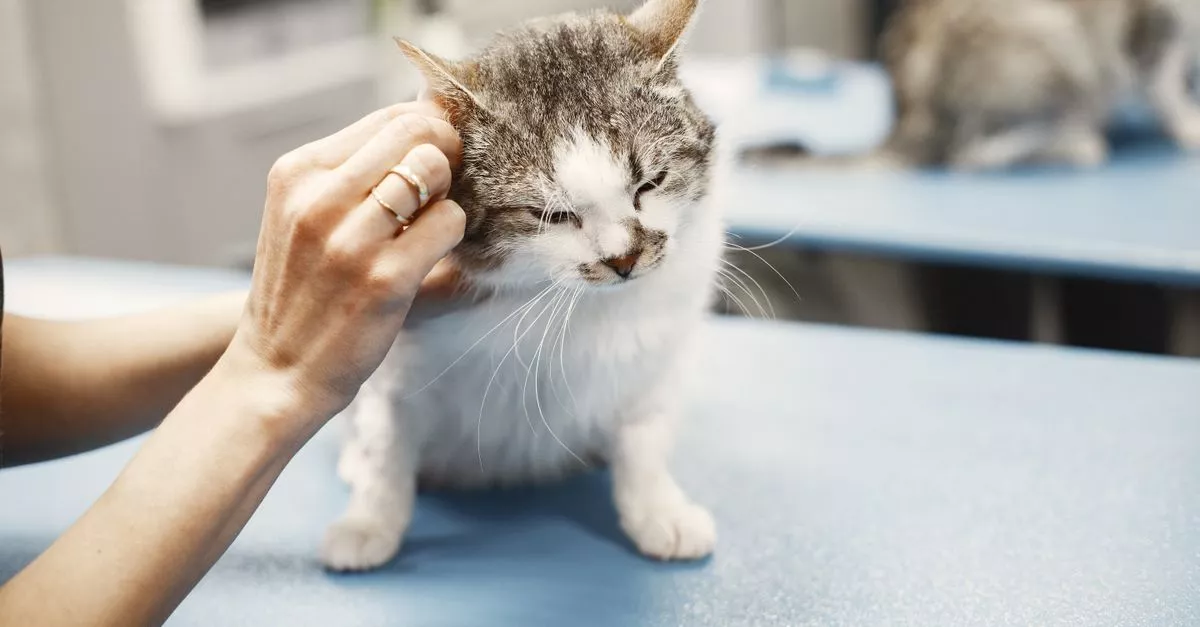 One Tail at a Time - Ellis Clinic