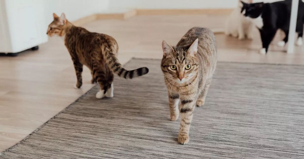 Furtastik Grooming Daycare and More