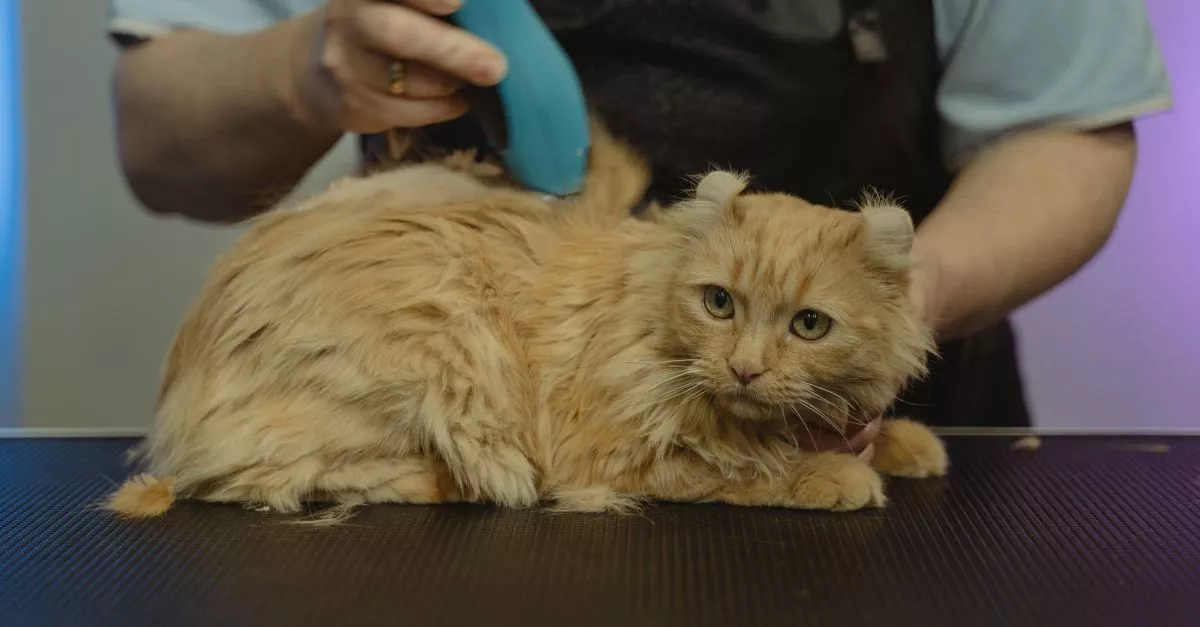 Pet-A-Cure