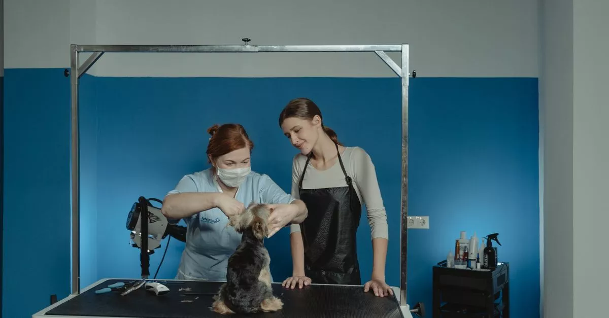Buds N' Suds Dog Grooming