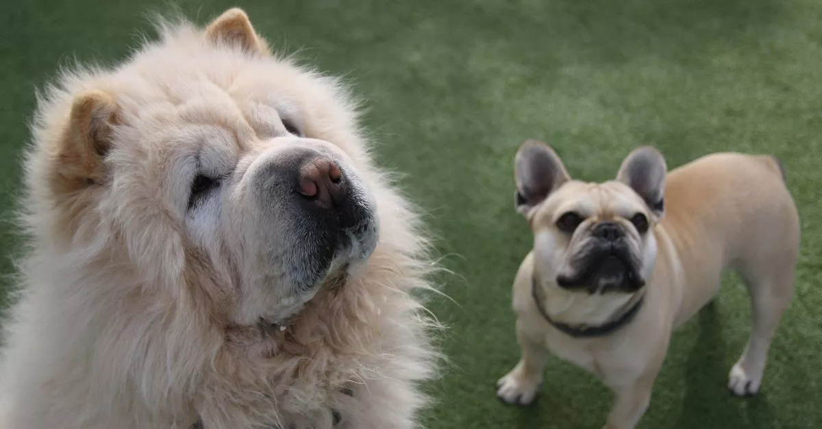 Tucker Pup's Pet Resort