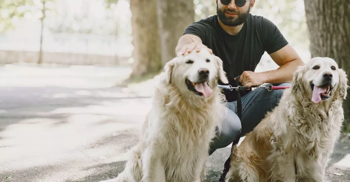 Chicago Dog Walkers